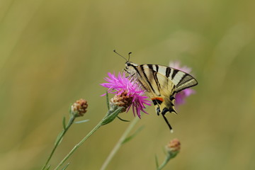 Iphiclides podalirius