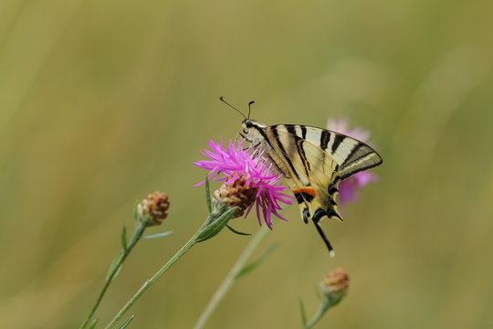 Iphiclides podalirius