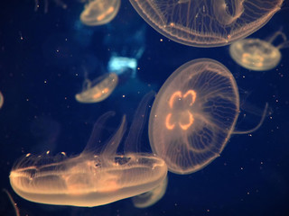 Jellyfish