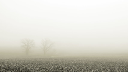 Dual oak trees enjoying the foggy day behind the corn field - Powered by Adobe