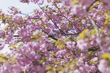 Obraz premium Spring.