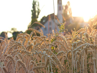 Weizenfald im Sommer