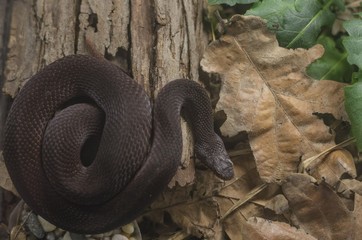 snake