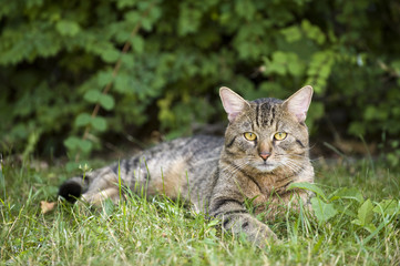 Getigerte Katze in einer Wiese