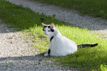 Katze liegt auf einem Wiesenweg
