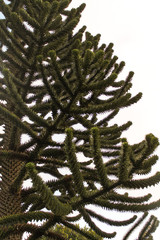 Monkey puzzle tree contrasted with a cloudy background 