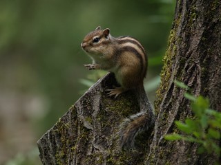 animal