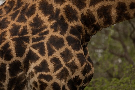 Giraffe in safari park