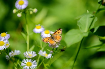Northern Crescent Butterfly on wild daisy fleabane flowers