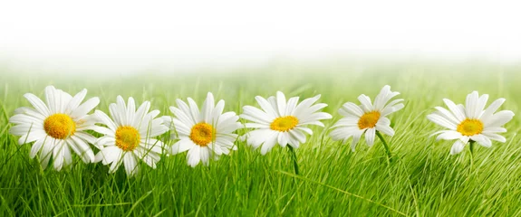 Wall murals Daisies White daisy flowers in green grass