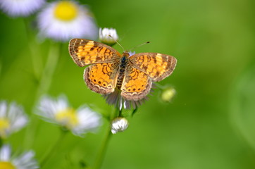 Northern Crescent Butterfly on wild daisy fleabane flowers