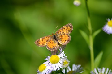 Northern Crescent Butterfly on wild daisy fleabane flowers