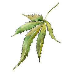 Naklejka premium Green cannabis leaves in a watercolor style isolated. Aquarelle leaf for background, texture, wrapper pattern, frame or border.