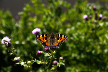 Close up focused image of a Monarch butterfly on a thistle 