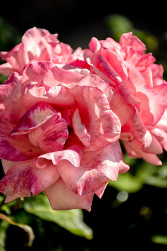 rosas en flor