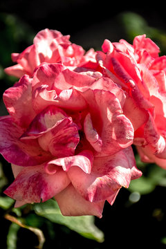 rosas abiertas
