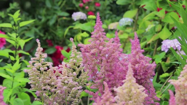 Pink flowers in garden bed