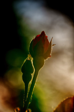 amanecer de una rosa