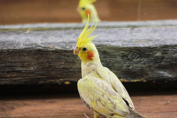 Adult male cockatiel seen perched within his opened bird cage, located in a conservatory. The top of the image shows the tail of his breeding mate together with various toys in the bird cage.