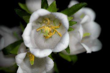 Weisse Blume auf schwarzem Grund. Romantische Blume f&uuml;r emotionale, feierliche Anl&auml;sse.