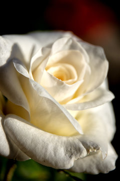macro rosa blanca