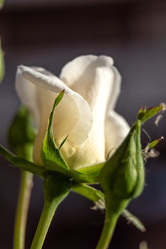 Nacimiento de una rosa
