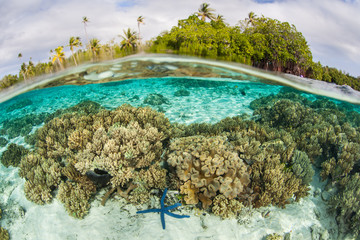 Amazing Coral Reef and Tropical Island in the Coral Triangle