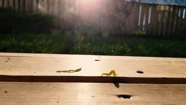 Inch Worm Images Browse 6 251 Stock Photos Vectors And Video