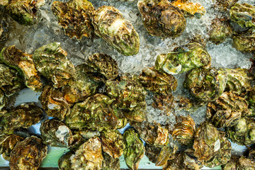 fresh mussels with ice on the counter