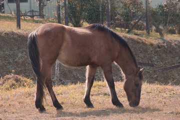 Cavalo