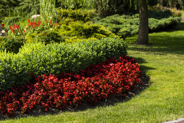flowerbed with flowers in the design of landscape design