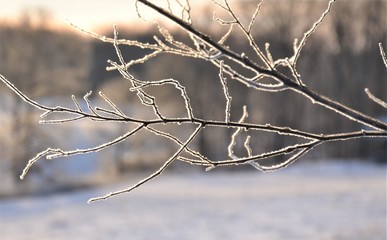 Frosted branches.