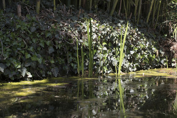 Fototapeta na wymiar swamp with Tina and plants