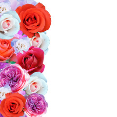 set of beautiful roses, flowers, isolated on a white