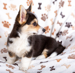 Pembroke Welsh-Corgi-Hündin 