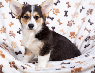 Welsh-Corgi-Welpe in tricolour sitzt auf Sofa
