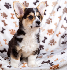 Welsh-Corgi-Hündin, 3 Monate alt