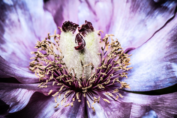 Artistic background for desktop wallpaper. Abstract macro photography. Pink purple flower in dark shades.