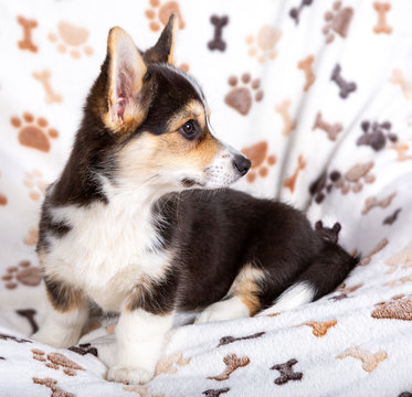 24 Best Corgi Welpen Images Stock Photos Vectors Adobe Stock