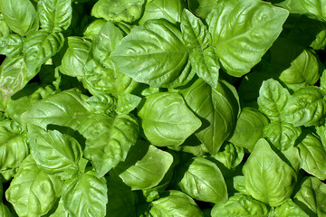 Fototapeta na wymiar basil,aromatic,green,leaf,plant,green,fresh,ingredient,vegetable