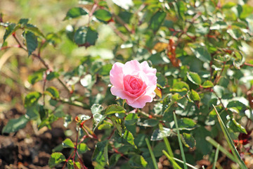 pink bush with flowered flower