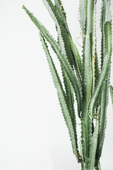 Tropical succulent tree on white background. Minimal floral concept.