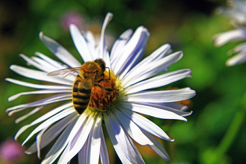 A young bee sits and collects nectar and pollen on a beautiful field flower