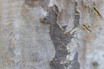 Tree Bark texture