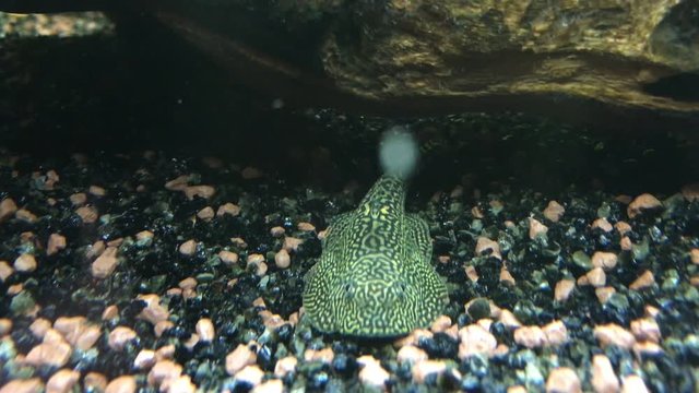 Flossensauger, Welse, Wels im Aquarium