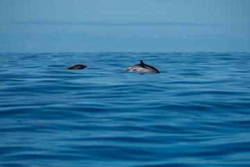 Obraz premium Striped dolphins put on a show in a calm Atlantic Ocean 