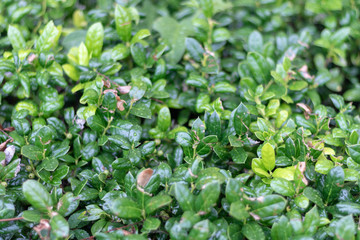 Old city Texture Plants