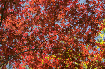 夏の紅葉