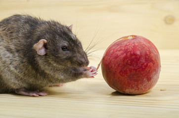 Rat eats a peach.