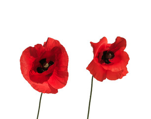 two flowers red beautiful poppy on white isolated background